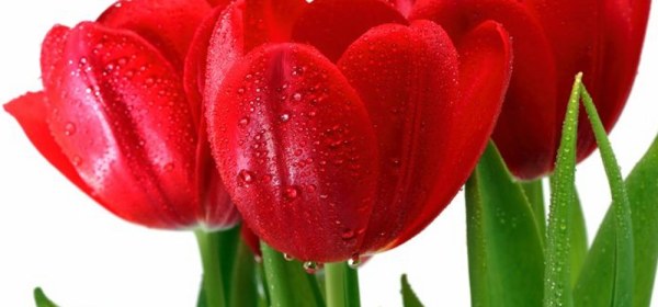 Bouquet of Red Tulips with Drops
